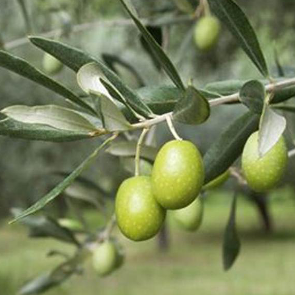 Produção e Pacote de Azeite Global