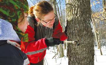 Festival de Maple Sugar